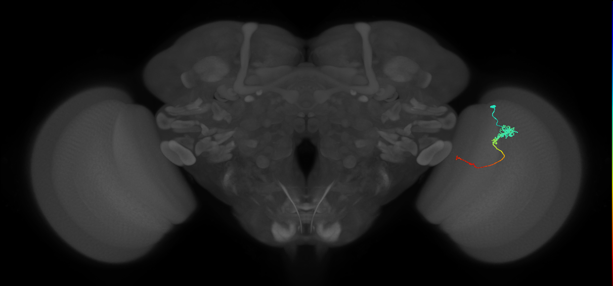 Tm4_R (JRC_OpticLobe:86915)