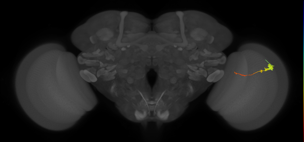 Tm4_R (JRC_OpticLobe:116094)