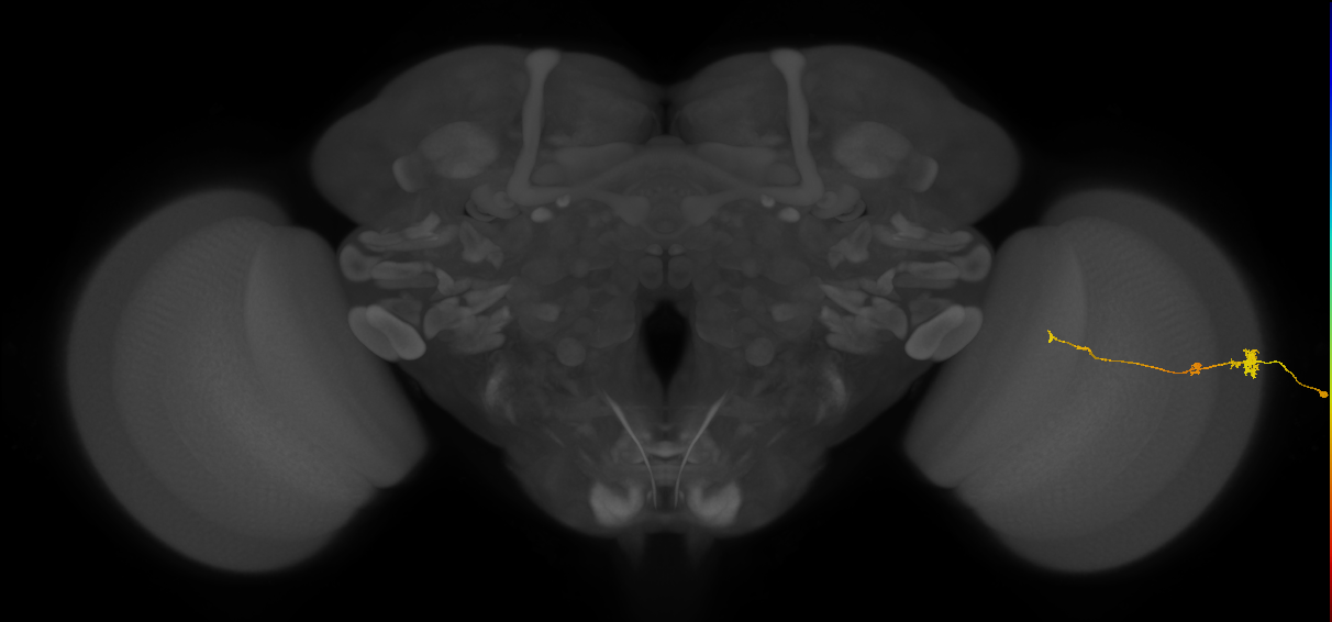 Tm4_R (JRC_OpticLobe:114870)