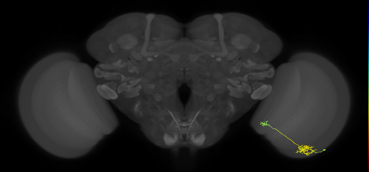 Tm40_R (JRC_OpticLobe:68743)