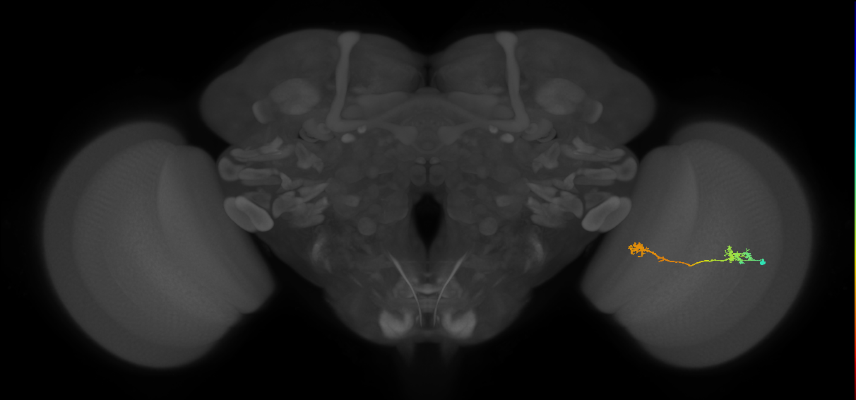 Tm5Y_R (JRC_OpticLobe:67057)