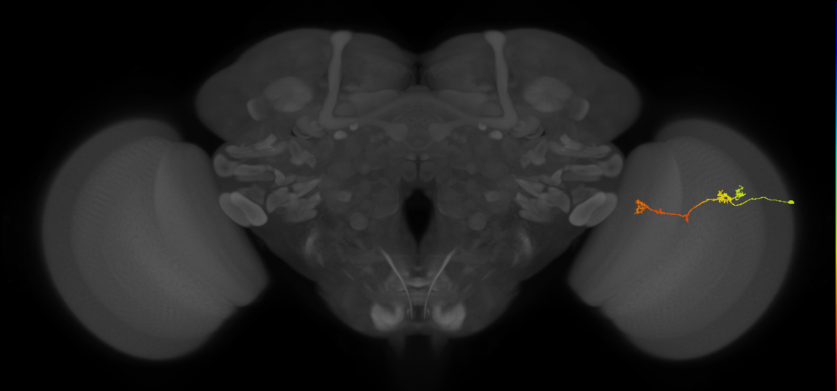 Tm5Y_R (JRC_OpticLobe:84277)