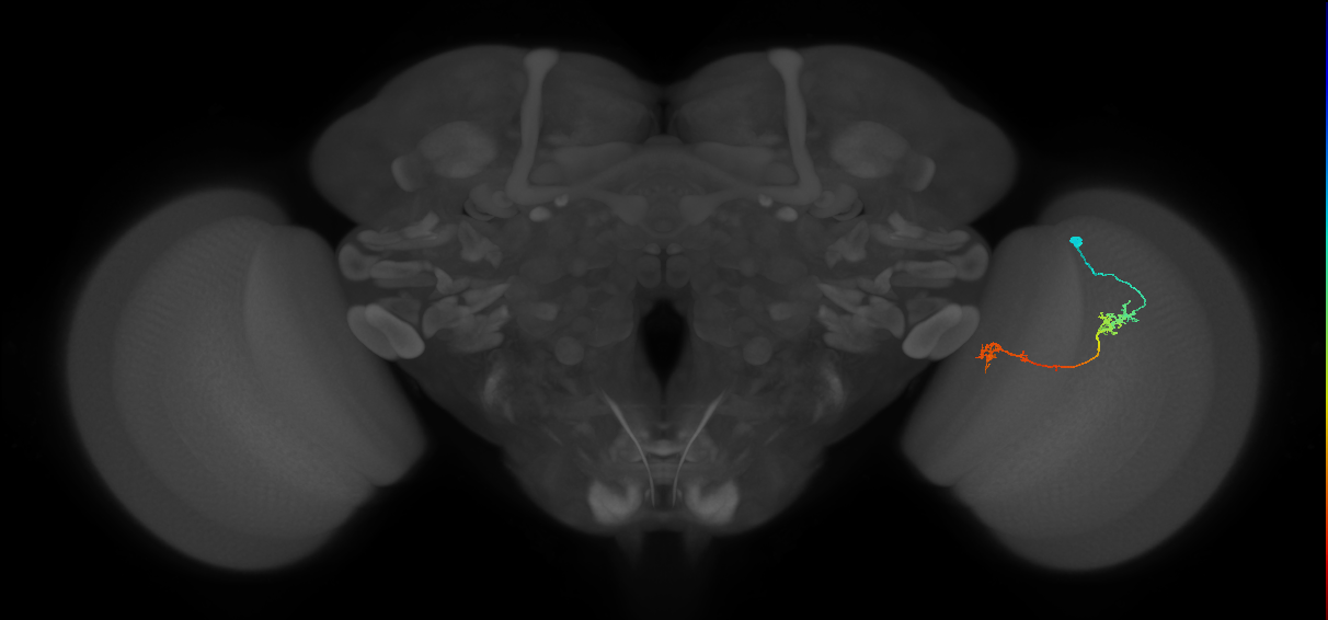 Tm5Y_R (JRC_OpticLobe:117639)