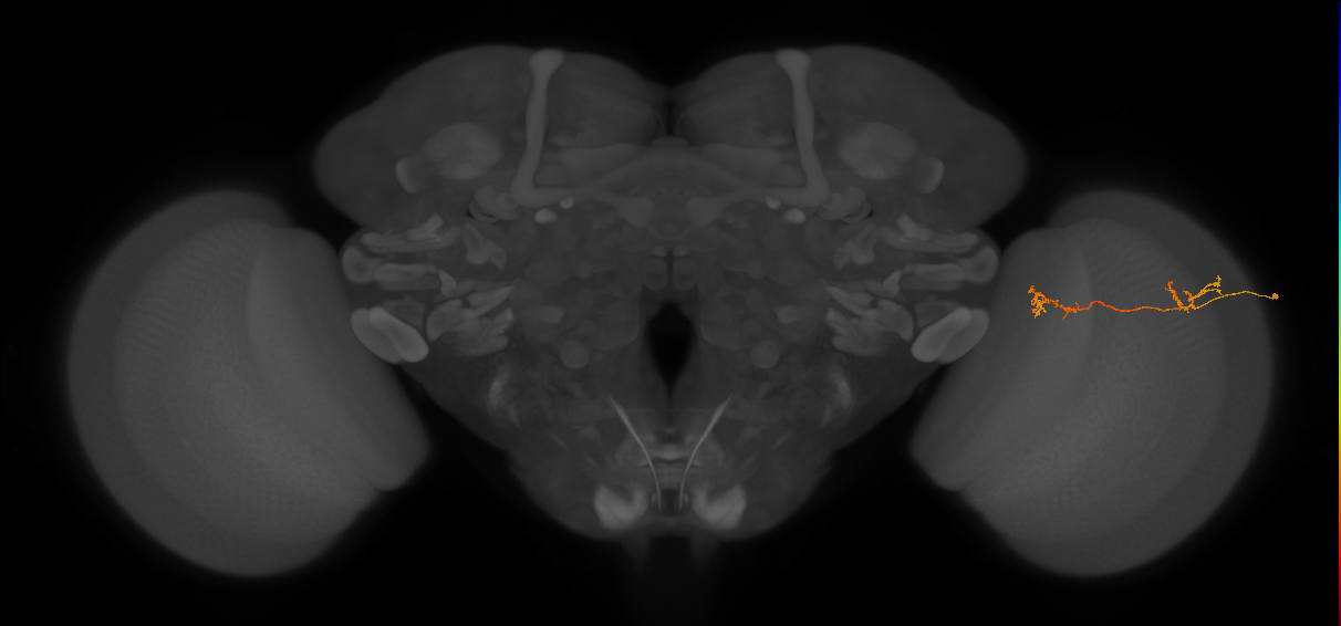 Tm5Y_R (JRC_OpticLobe:90984)