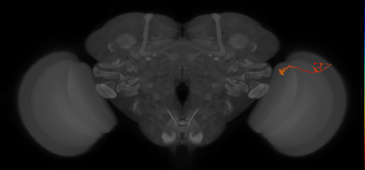 Tm5Y_R (JRC_OpticLobe:89664)