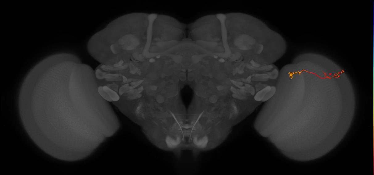 Tm5Y_R (JRC_OpticLobe:111561)