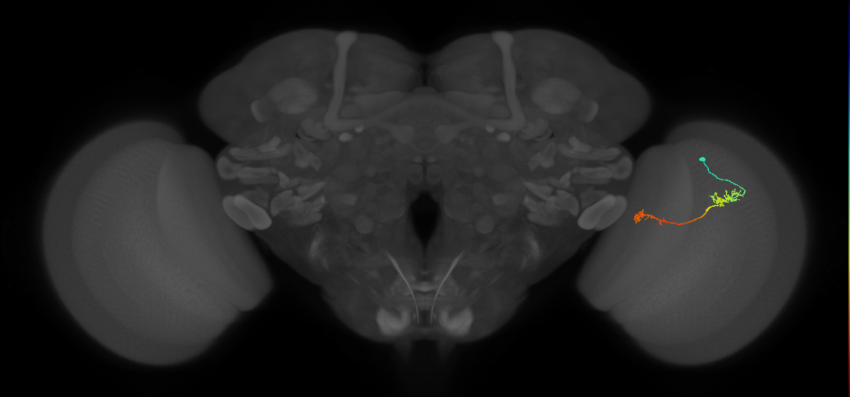 Tm5Y_R (JRC_OpticLobe:73550)