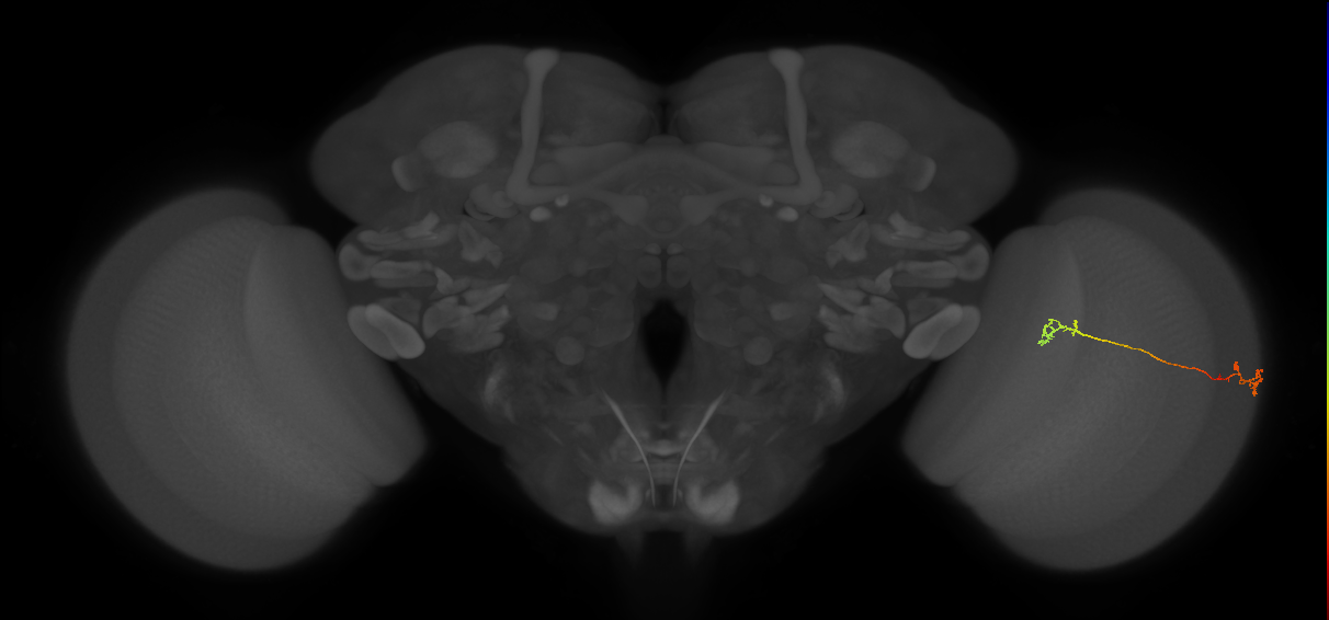 Tm5Y_R (JRC_OpticLobe:109514)