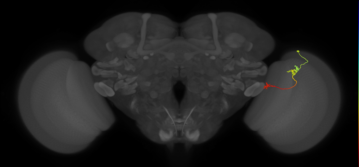 Tm5Y_R (JRC_OpticLobe:87890)
