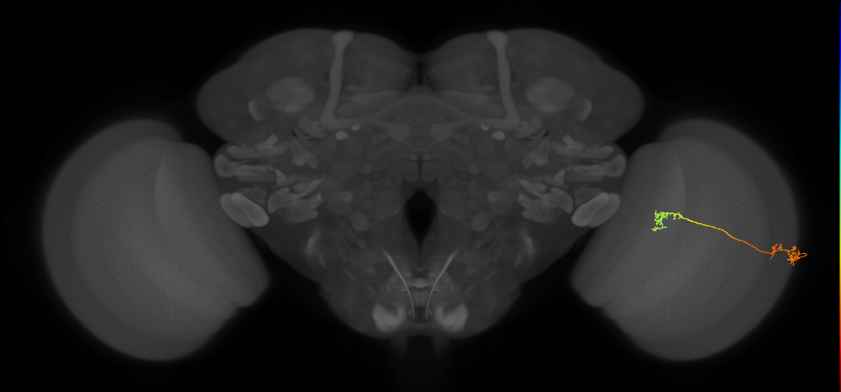Tm5Y_R (JRC_OpticLobe:82119)