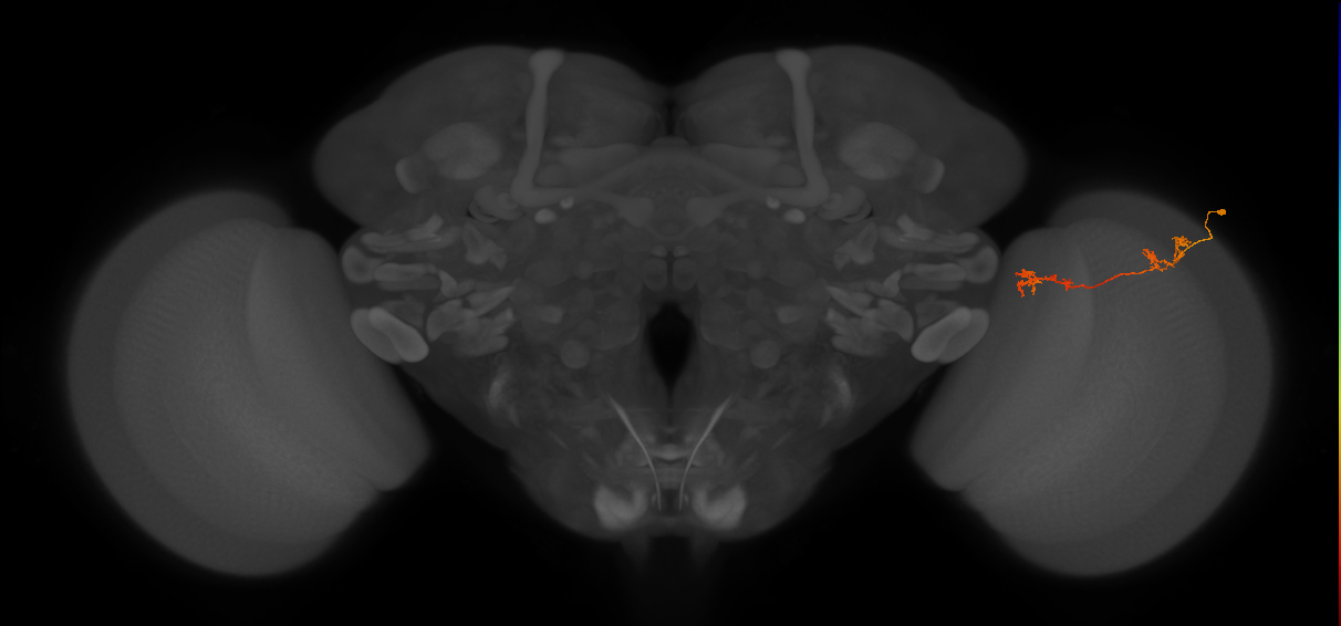 Tm5Y_R (JRC_OpticLobe:82369)