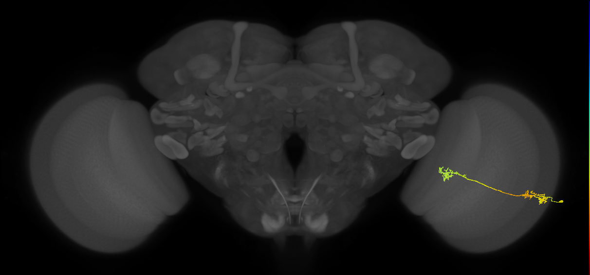 Tm5Y_R (JRC_OpticLobe:77827)