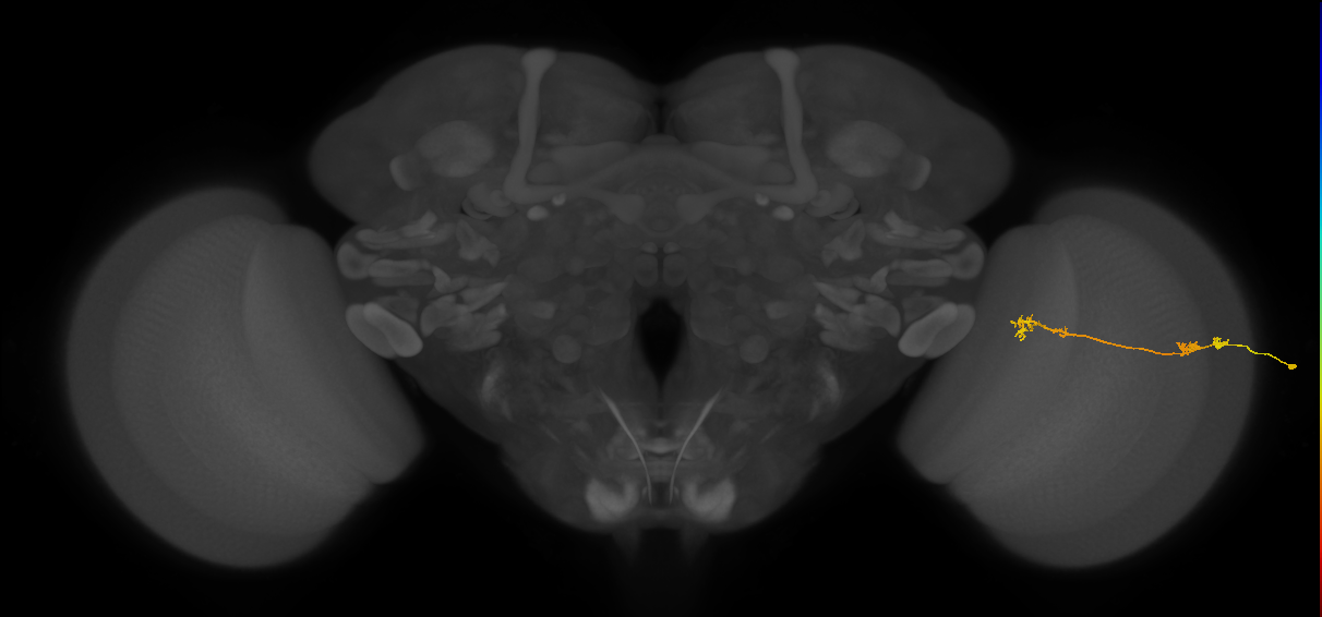 Tm5Y_R (JRC_OpticLobe:71835)