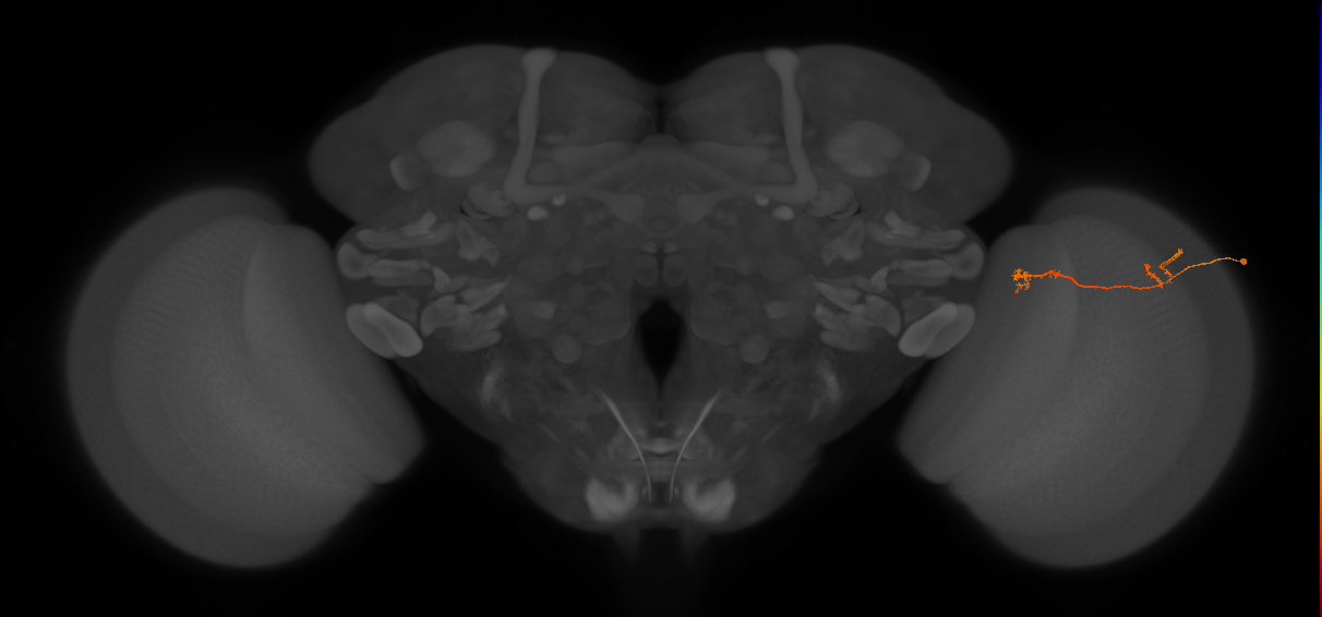 Tm5Y_R (JRC_OpticLobe:91802)