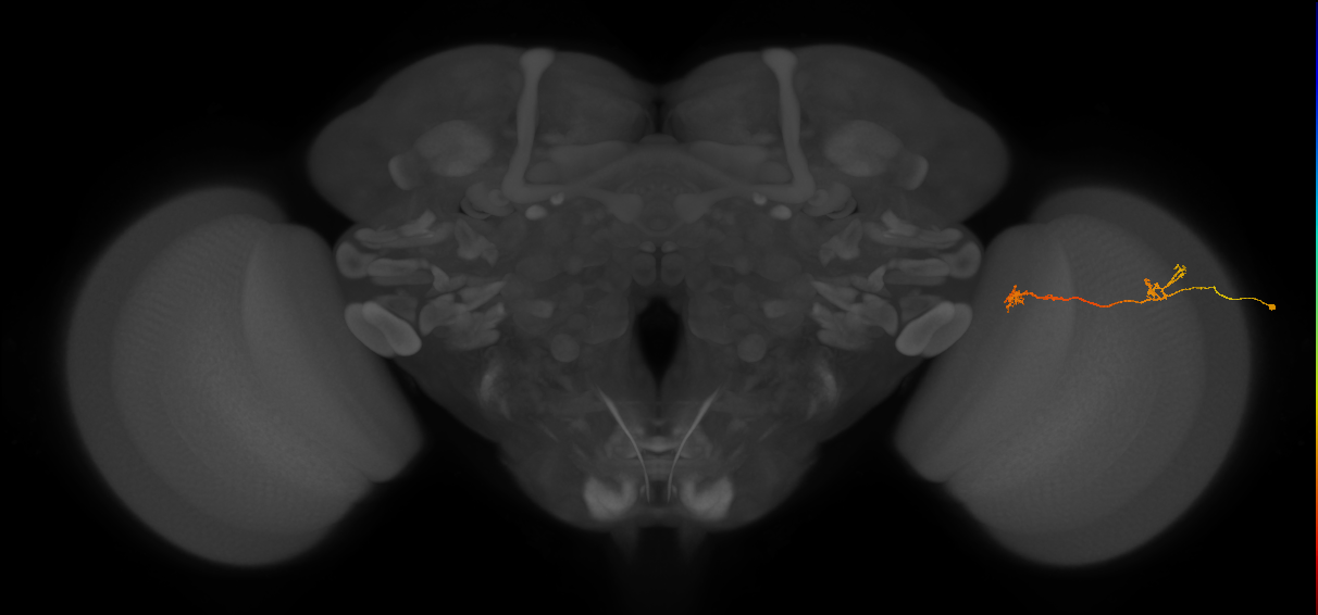 Tm5Y_R (JRC_OpticLobe:125553)