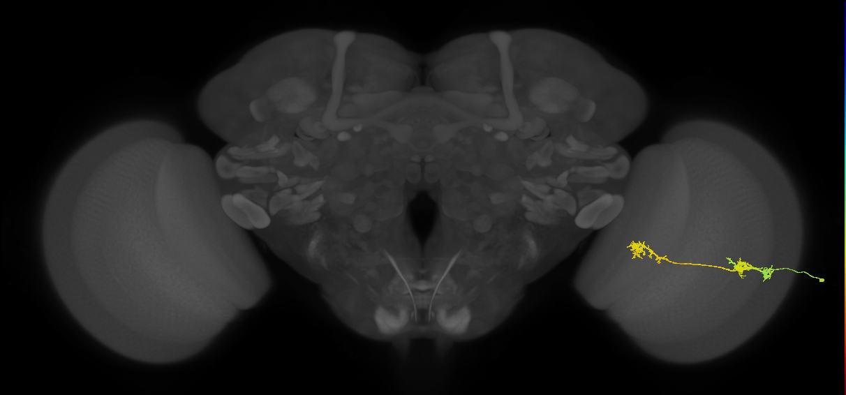 Tm5Y_R (JRC_OpticLobe:68709)
