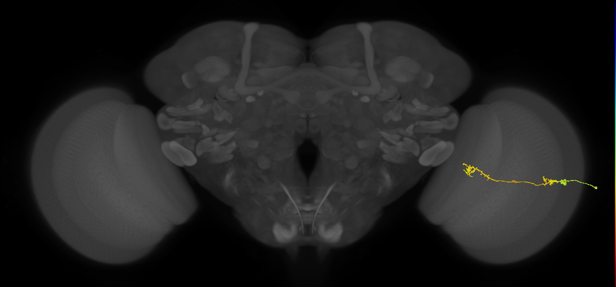Tm5Y_R (JRC_OpticLobe:74757)