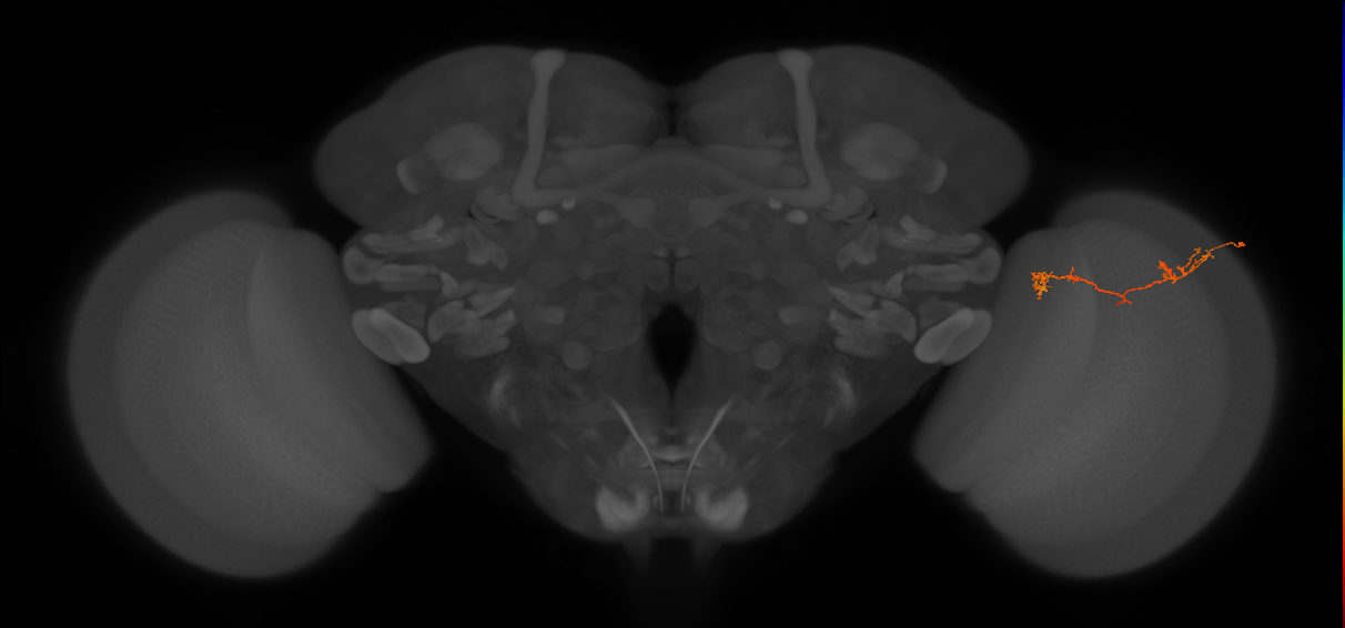 Tm5Y_R (JRC_OpticLobe:90874)