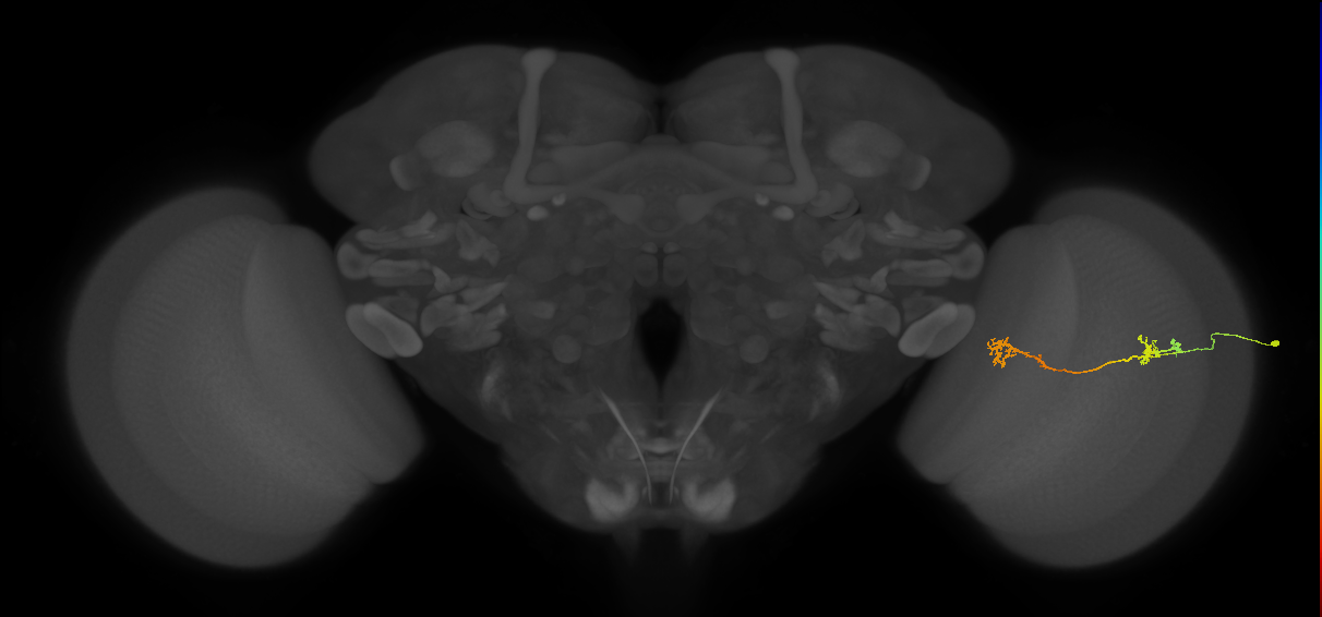 Tm5Y_R (JRC_OpticLobe:92915)