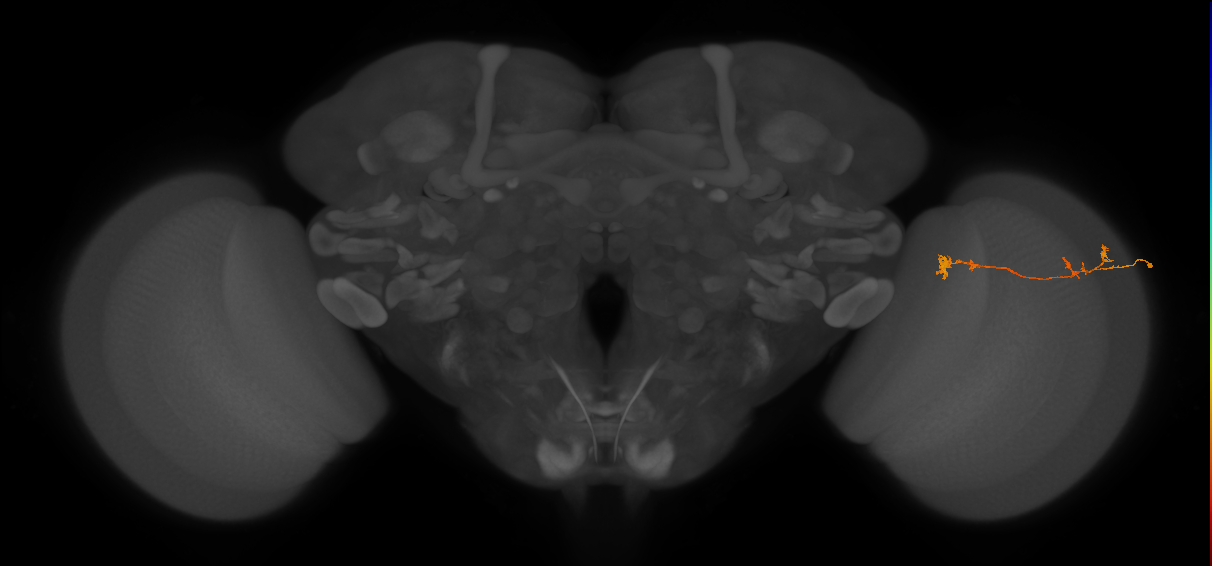Tm5Y_R (JRC_OpticLobe:85861)