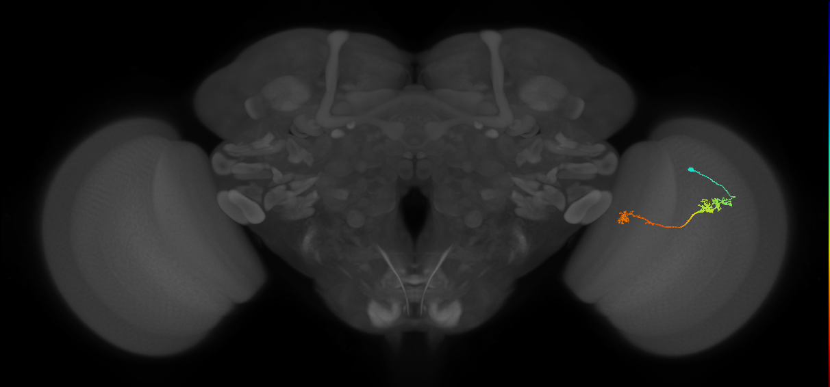 Tm5Y_R (JRC_OpticLobe:101306)