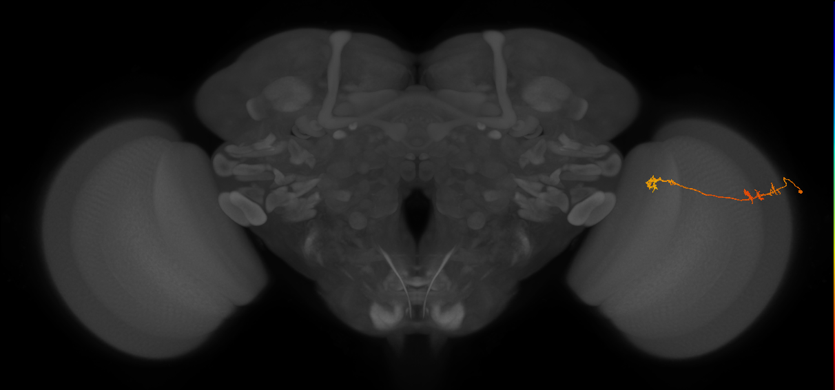 Tm5Y_R (JRC_OpticLobe:85324)