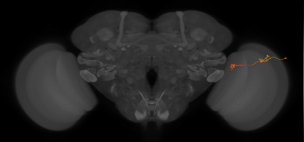 Tm5Y_R (JRC_OpticLobe:138735)