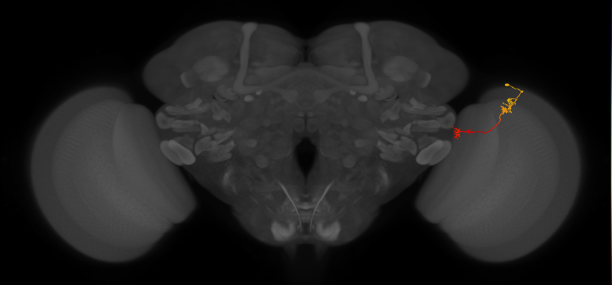 Tm5Y_R (JRC_OpticLobe:93436)