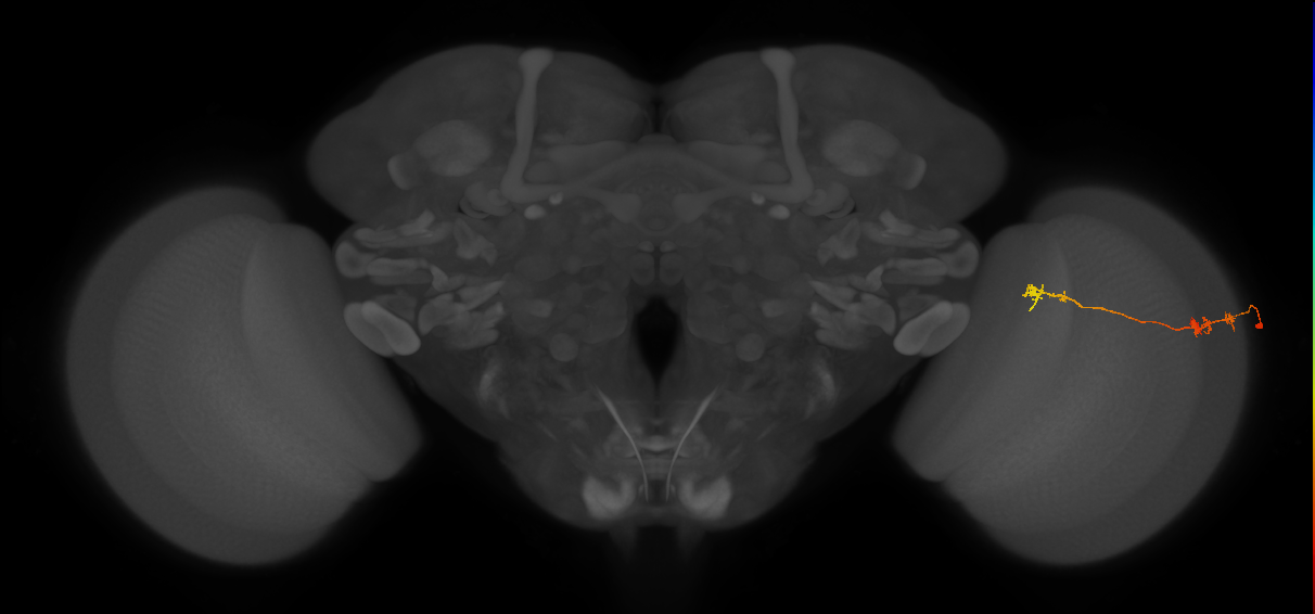 Tm5Y_R (JRC_OpticLobe:122884)