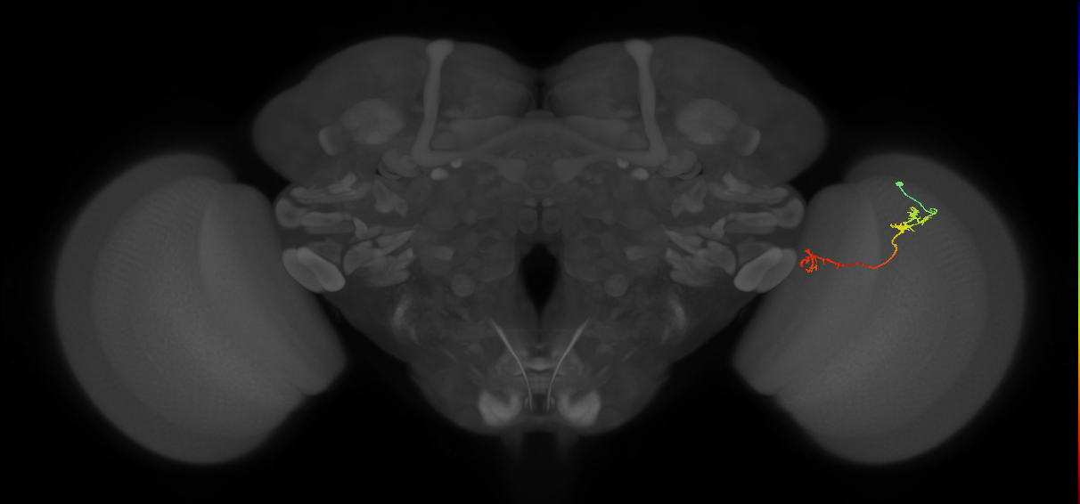 Tm5Y_R (JRC_OpticLobe:86882)