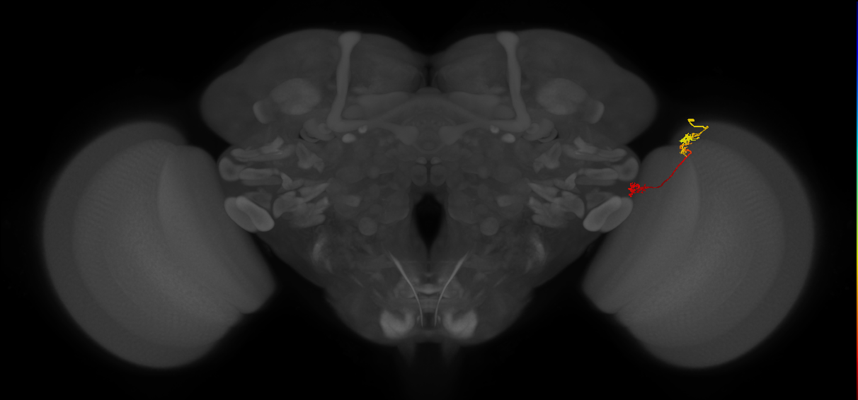 Tm5Y_R (JRC_OpticLobe:95197)