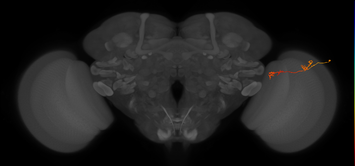 Tm5Y_R (JRC_OpticLobe:81994)