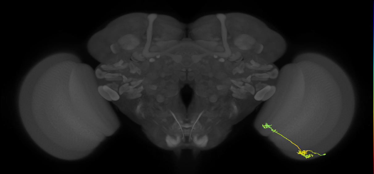 Tm5Y_R (JRC_OpticLobe:56711)