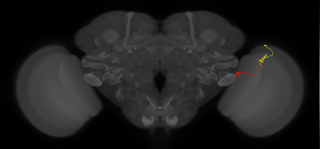 Tm5Y_R (JRC_OpticLobe:89509)