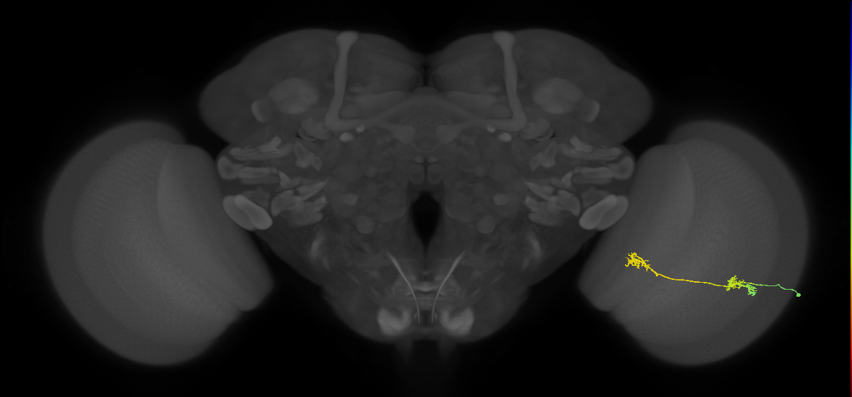 Tm5Y_R (JRC_OpticLobe:64171)
