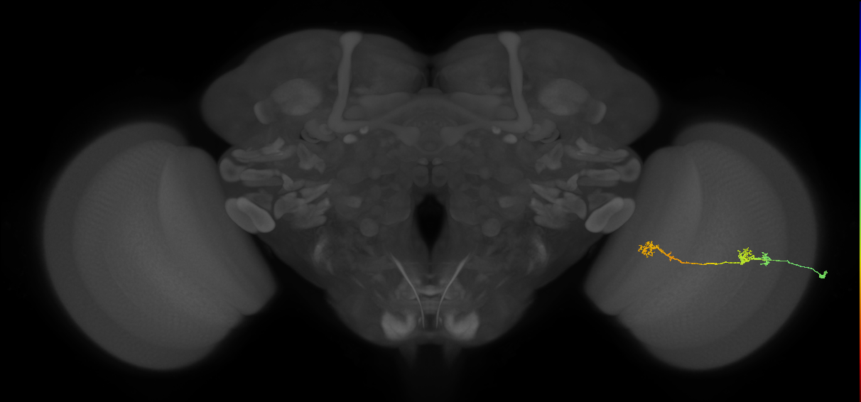 Tm5Y_R (JRC_OpticLobe:62792)