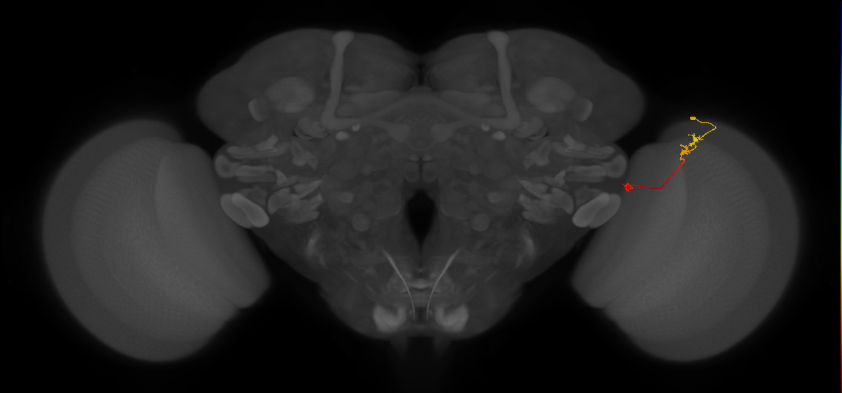Tm5Y_R (JRC_OpticLobe:94700)