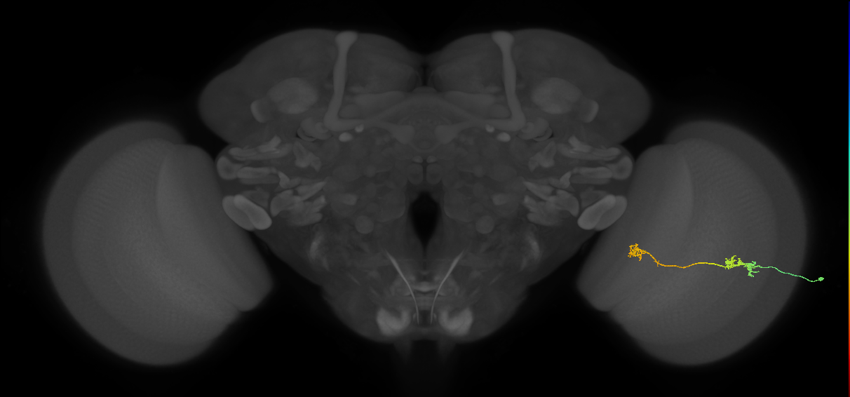 Tm5Y_R (JRC_OpticLobe:87268)