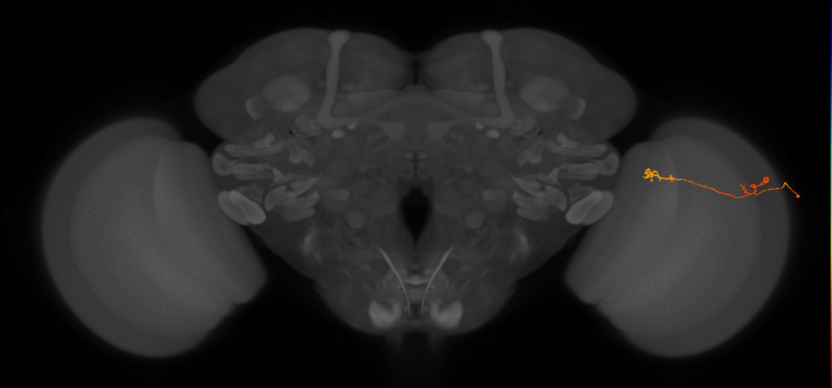 Tm5Y_R (JRC_OpticLobe:92223)