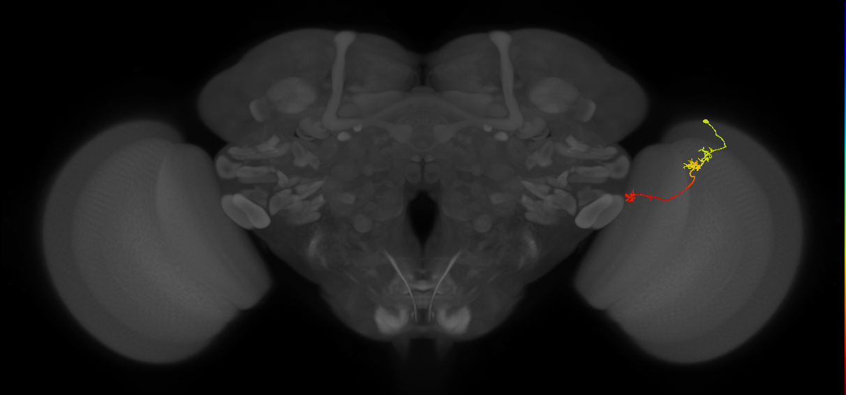 Tm5Y_R (JRC_OpticLobe:96578)