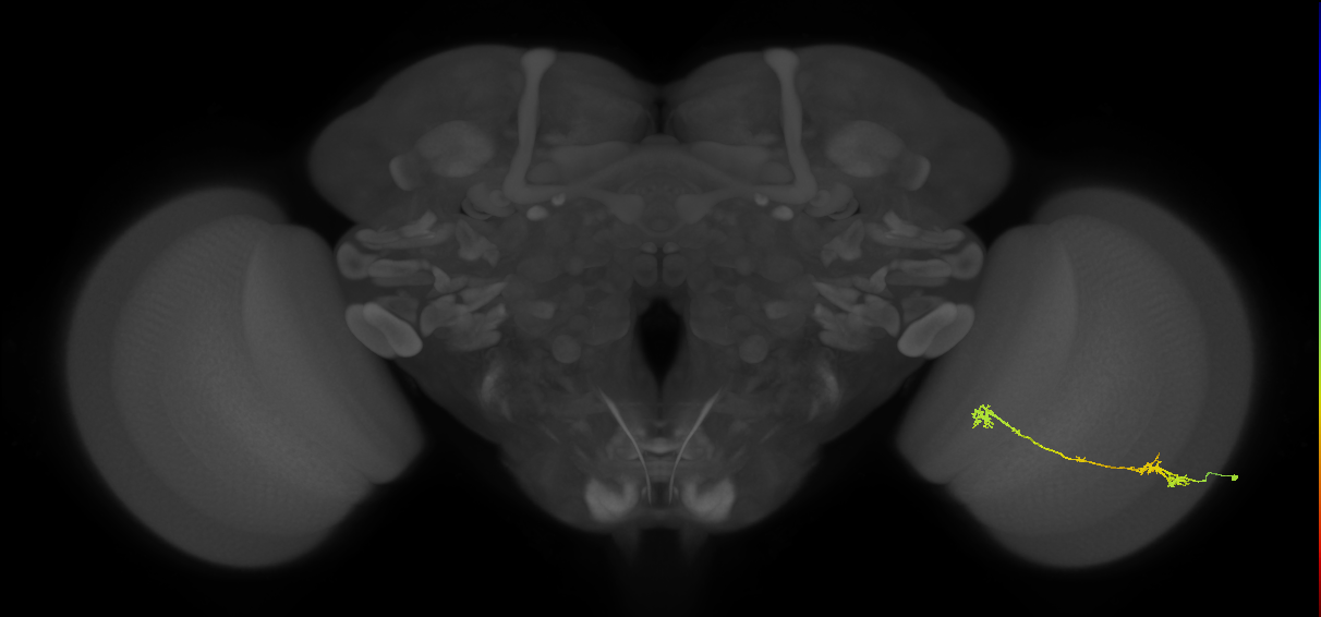 Tm5Y_R (JRC_OpticLobe:57670)