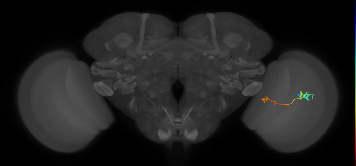 Tm5Y_R (JRC_OpticLobe:71995)