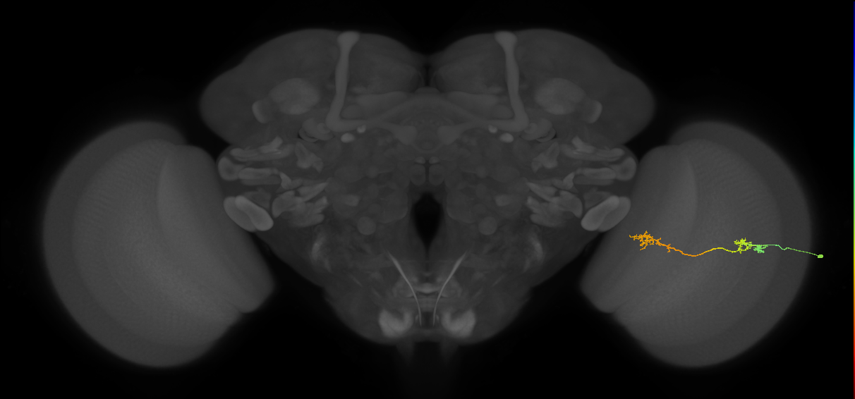 Tm5Y_R (JRC_OpticLobe:94266)