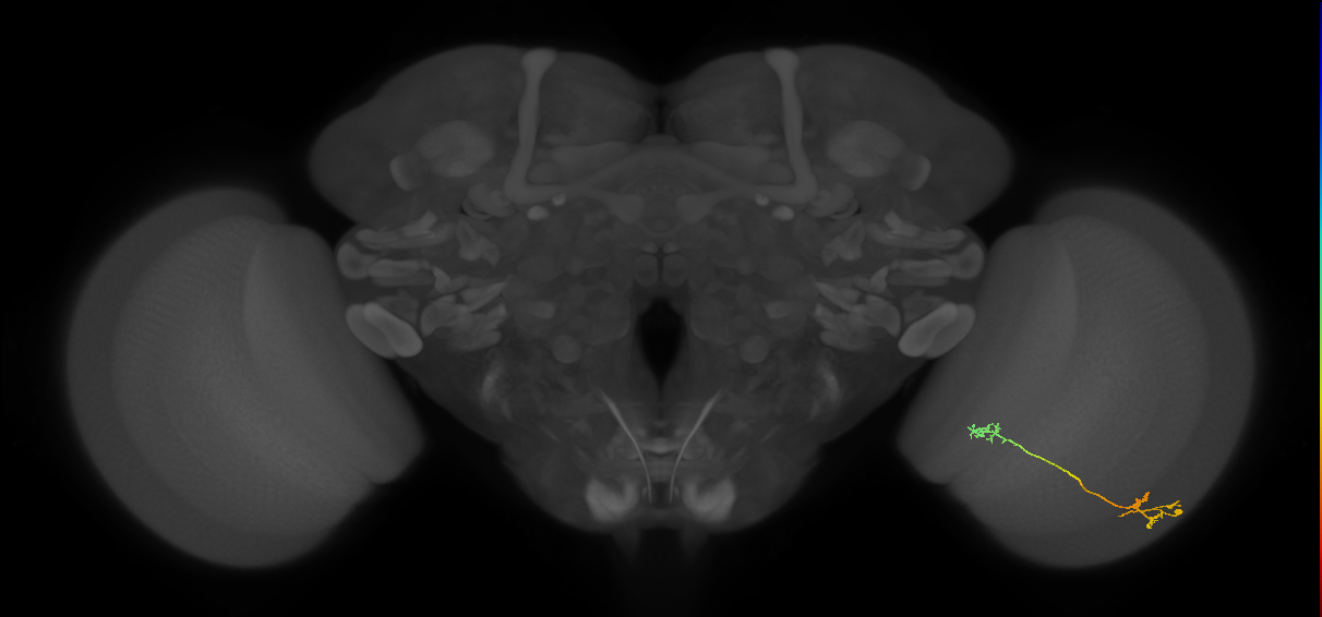 Tm5Y_R (JRC_OpticLobe:86852)