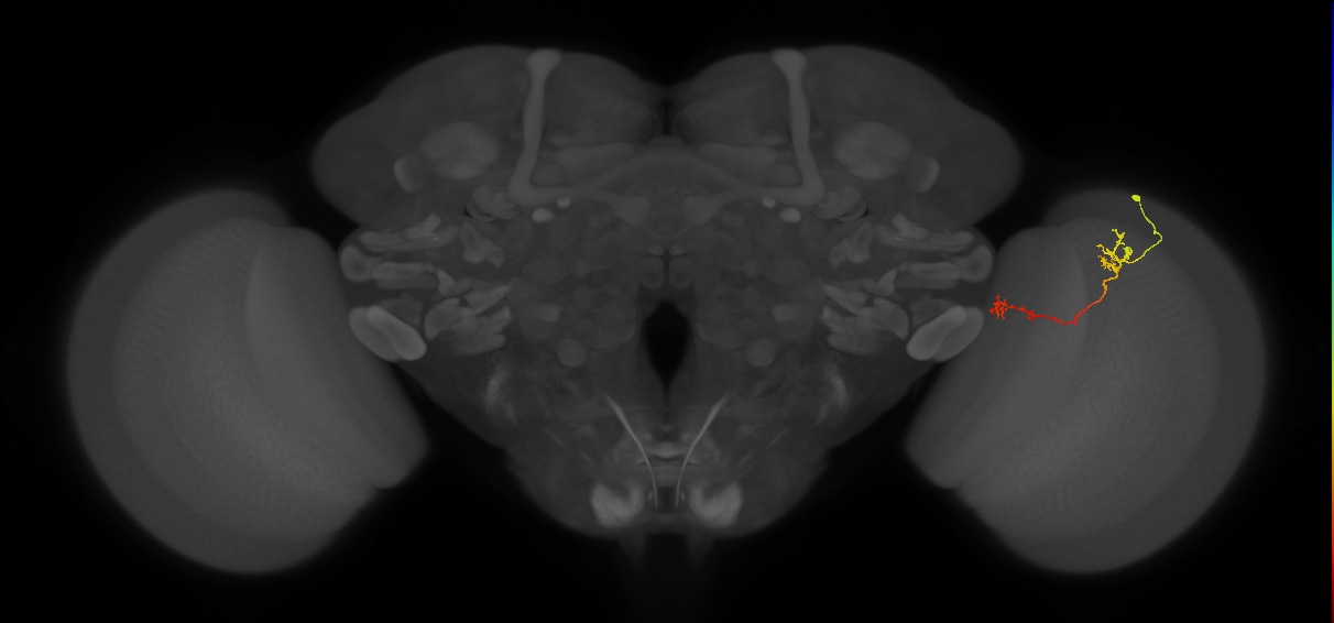 Tm5Y_R (JRC_OpticLobe:88373)