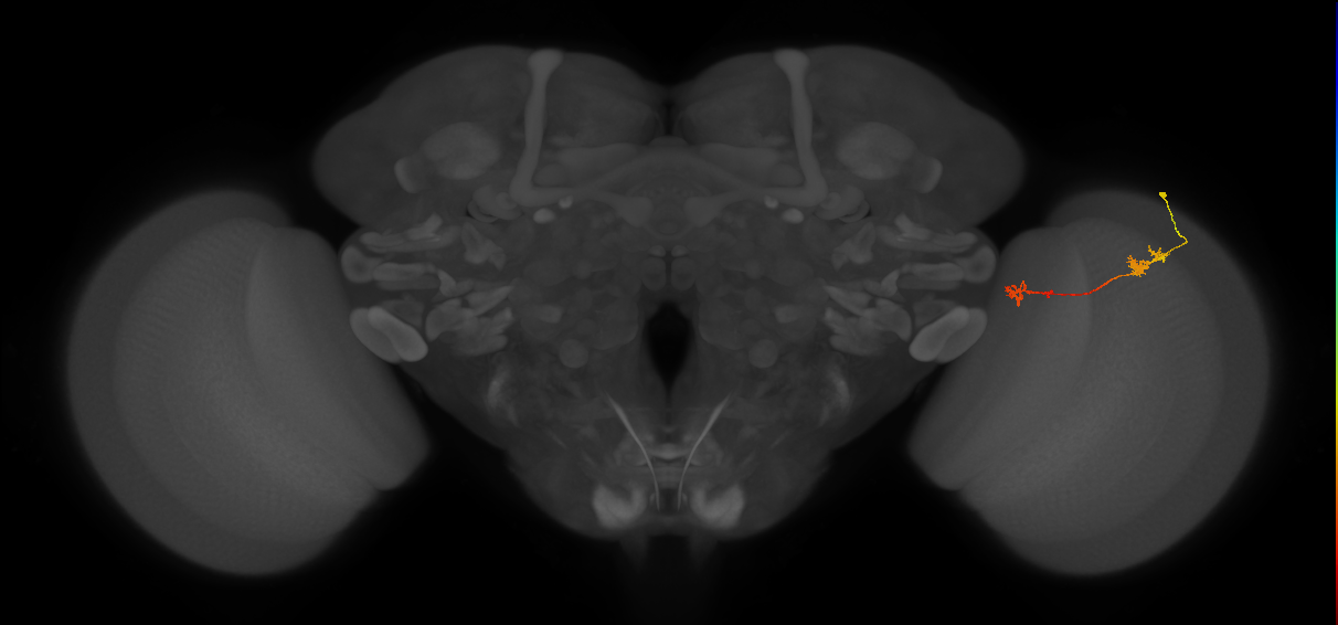 Tm5Y_R (JRC_OpticLobe:97494)