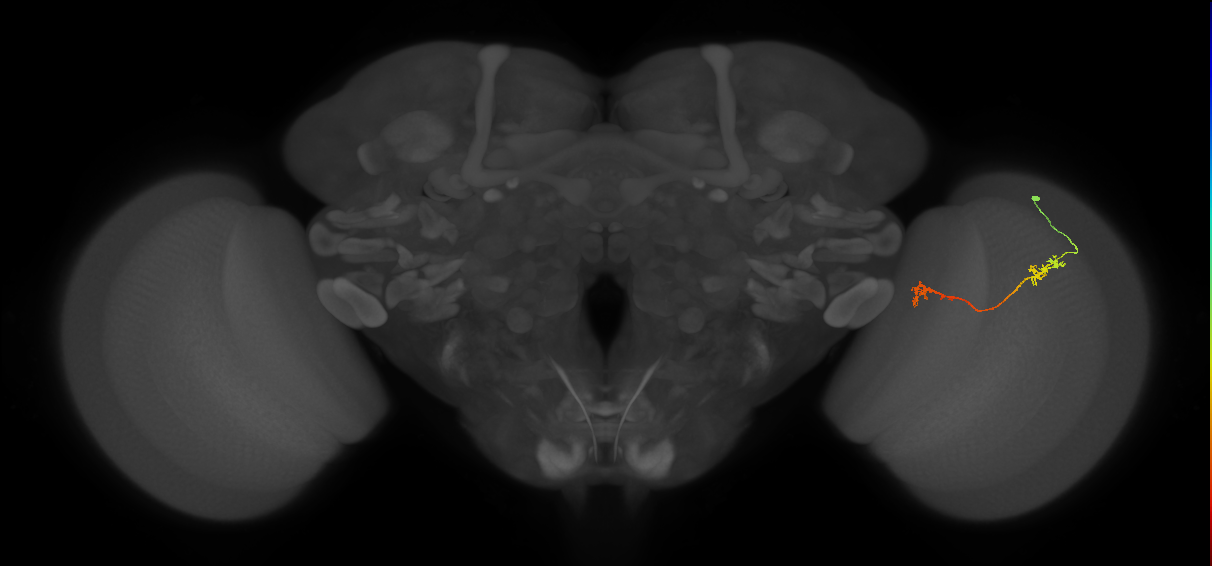 Tm5Y_R (JRC_OpticLobe:84568)