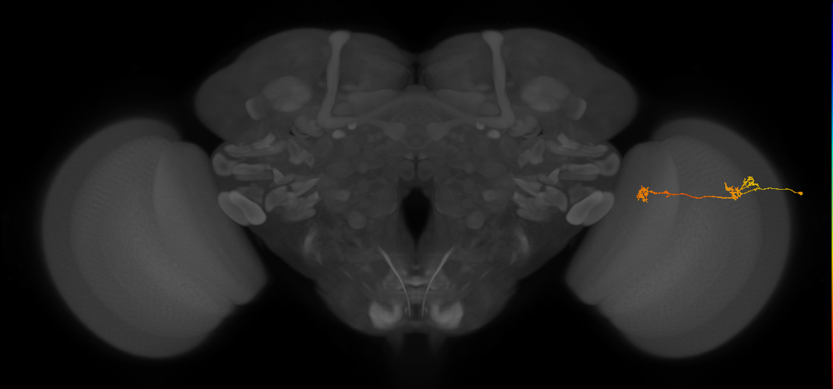 Tm5Y_R (JRC_OpticLobe:107823)