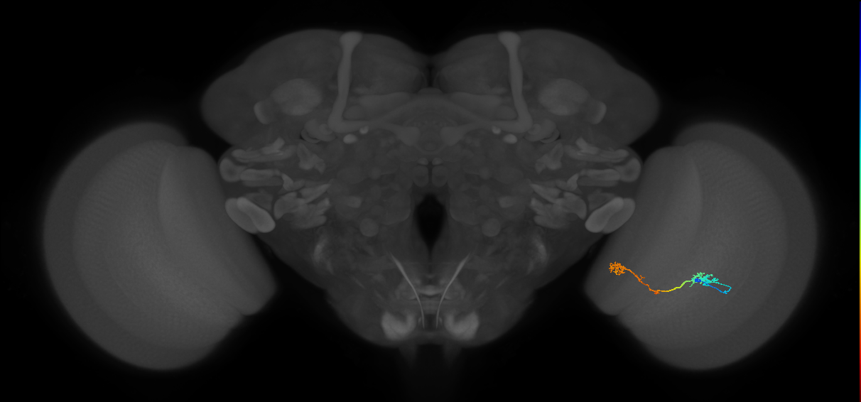 Tm5Y_R (JRC_OpticLobe:93650)
