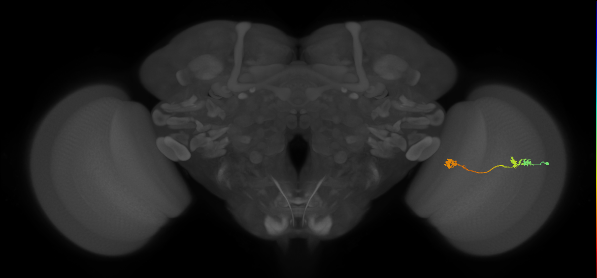 Tm5Y_R (JRC_OpticLobe:63493)